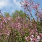 Syringa Oblata, Early Blooming Lilac Seed 2000 PCS, Broadleaf Lilac Zi Ding Xiang