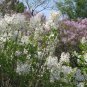 Syringa Oblata, Early Blooming Lilac Seed 2000 PCS, Broadleaf Lilac Zi Ding Xiang