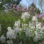 Syringa Oblata, Early Blooming Lilac Seed 2000 PCS, Broadleaf Lilac Zi Ding Xiang