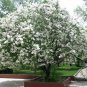 Syringa Oblata, Early Blooming Lilac Seed 2000 PCS, Broadleaf Lilac Zi Ding Xiang