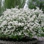 Syringa Oblata, Early Blooming Lilac Seed 2000 PCS, Broadleaf Lilac Zi Ding Xiang