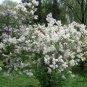 Syringa Oblata, Early Blooming Lilac Seed 2000 PCS, Broadleaf Lilac Zi Ding Xiang