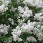 Syringa Oblata, Early Blooming Lilac Seed 2000 PCS, Broadleaf Lilac Zi Ding Xiang