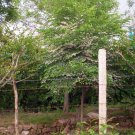 Styrax Obassia, Fragrant Snowbell Seed 500 PCS, Yu Ling Hua