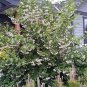 Styrax Obassia, Fragrant Snowbell Seed 500 PCS, Yu Ling Hua