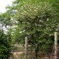 Styrax Obassia, Fragrant Snowbell Seed 500 PCS, Yu Ling Hua