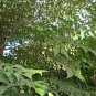 Styrax Obassia, Fragrant Snowbell Seed 500 PCS, Yu Ling Hua