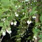 Styrax Obassia, Fragrant Snowbell Seed 500 PCS, Yu Ling Hua