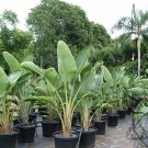 Strelitzia Reginae, Orange Strelitzia Seed 500 PCS, Crane Flower He Wang Lan