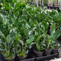 Strelitzia Reginae, Orange Strelitzia Seed 500 PCS, Crane Flower He Wang Lan