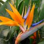 Strelitzia Reginae, Orange Strelitzia Seed 500 PCS, Crane Flower He Wang Lan