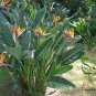 Strelitzia Reginae, Orange Strelitzia Seed 500 PCS, Crane Flower He Wang Lan