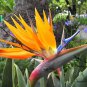 Strelitzia Reginae, Orange Strelitzia Seed 500 PCS, Crane Flower He Wang Lan