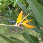 Strelitzia Reginae, Orange Strelitzia Seed 500 PCS, Crane Flower He Wang Lan