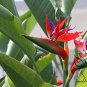 Strelitzia Reginae, Orange Strelitzia Seed 500 PCS, Crane Flower He Wang Lan