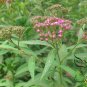Spiraea Japonica, Japanese Spiraea Seed 5000 PCS, Xiu Xian Ju
