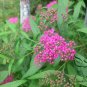 Spiraea Japonica, Japanese Spiraea Seed 5000 PCS, Xiu Xian Ju