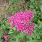Spiraea Japonica, Japanese Spiraea Seed 5000 PCS, Xiu Xian Ju