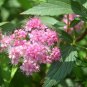 Spiraea Japonica, Japanese Spiraea Seed 5000 PCS, Xiu Xian Ju