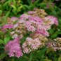 Spiraea Japonica, Japanese Spiraea Seed 5000 PCS, Xiu Xian Ju