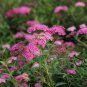 Spiraea Japonica, Japanese Spiraea Seed 5000 PCS, Xiu Xian Ju