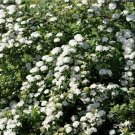 Spiraea Cantoniensis, Reeve's Spirea Seed 2000 PCS, Ma Ye Xiu Xian Ju
