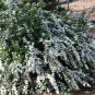 Spiraea Cantoniensis, Reeve's Spirea Seed 2000 PCS, Ma Ye Xiu Xian Ju