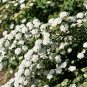 Spiraea Cantoniensis, Reeve's Spirea Seed 2000 PCS, Ma Ye Xiu Xian Ju
