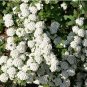 Spiraea Cantoniensis, Reeve's Spirea Seed 2000 PCS, Ma Ye Xiu Xian Ju