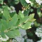 Spiraea Cantoniensis, Reeve's Spirea Seed 2000 PCS, Ma Ye Xiu Xian Ju