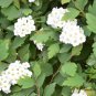 Spiraea Cantoniensis, Reeve's Spirea Seed 2000 PCS, Ma Ye Xiu Xian Ju