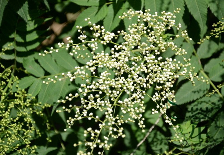 Sorbaria Sorbifolia, False Spiraea Seed 2000 PCS, False Goat's Beard Zhen Zhu Mei