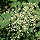Sorbaria Sorbifolia, False Spiraea Seed 2000 PCS, False Goat's Beard Zhen Zhu Mei