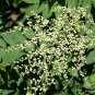 Sorbaria Sorbifolia, False Spiraea Seed 2000 PCS, False Goat's Beard Zhen Zhu Mei