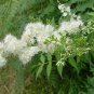Sorbaria Sorbifolia, False Spiraea Seed 2000 PCS, False Goat's Beard Zhen Zhu Mei
