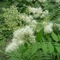 Sorbaria Sorbifolia, False Spiraea Seed 2000 PCS, False Goat's Beard Zhen Zhu Mei