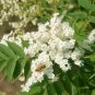 Sorbaria Sorbifolia, False Spiraea Seed 2000 PCS, False Goat's Beard Zhen Zhu Mei