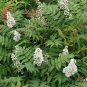 Sorbaria Sorbifolia, False Spiraea Seed 2000 PCS, False Goat's Beard Zhen Zhu Mei