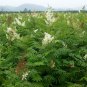 Sorbaria Sorbifolia, False Spiraea Seed 2000 PCS, False Goat's Beard Zhen Zhu Mei
