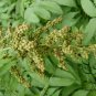 Sorbaria Sorbifolia, False Spiraea Seed 2000 PCS, False Goat's Beard Zhen Zhu Mei