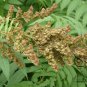 Sorbaria Sorbifolia, False Spiraea Seed 2000 PCS, False Goat's Beard Zhen Zhu Mei