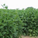 Silphium Perfoliatum, Cup-Plant Seed 1000 PCS, Chuan Ye Song Xiangcao