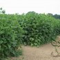 Silphium Perfoliatum, Cup-Plant Seed 1000 PCS, Chuan Ye Song Xiangcao