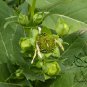 Silphium Perfoliatum, Cup-Plant Seed 1000 PCS, Chuan Ye Song Xiangcao