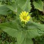 Silphium Perfoliatum, Cup-Plant Seed 1000 PCS, Chuan Ye Song Xiangcao