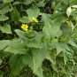 Silphium Perfoliatum, Cup-Plant Seed 1000 PCS, Chuan Ye Song Xiangcao