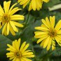 Silphium Perfoliatum, Cup-Plant Seed 1000 PCS, Chuan Ye Song Xiangcao