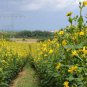Silphium Perfoliatum, Cup-Plant Seed 1000 PCS, Chuan Ye Song Xiangcao