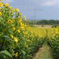 Silphium Perfoliatum, Cup-Plant Seed 1000 PCS, Chuan Ye Song Xiangcao