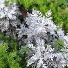 Senecio Cineraria, Jacobaea Maritima Seed 2000 PCS, Silver Ragwort Yin Yeju